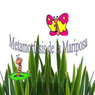 La Mariposa Y El Gusano La Metamorf...