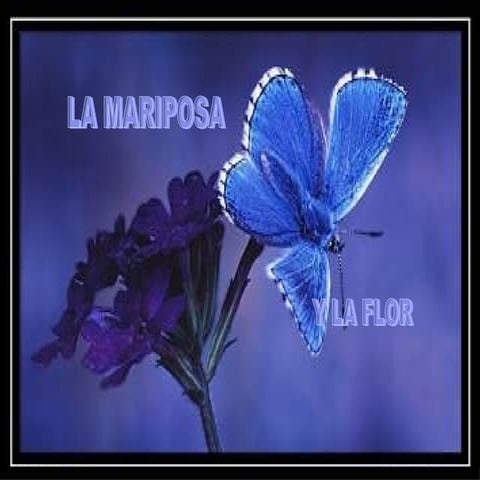 La Mariposa y la Flor