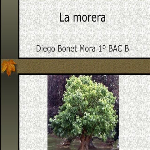 La Morera