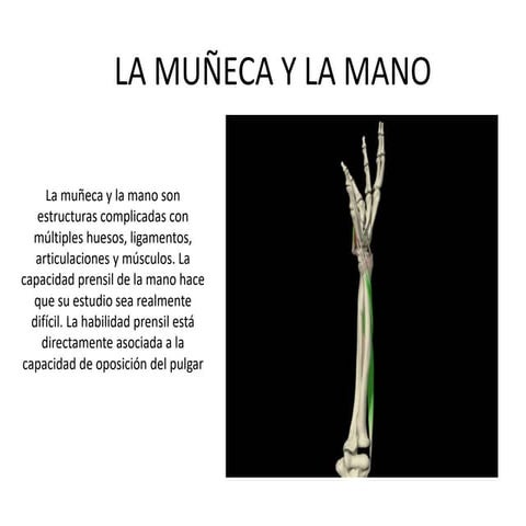 LA-MUÑECA-Y-LA-MANO para anatomia humana.ppt