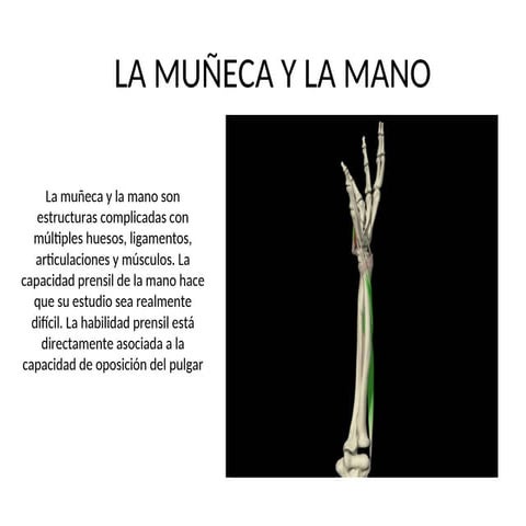 ARTICULACIONES DE LA MANO | PPTX