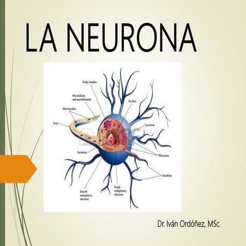 La neurona
