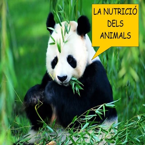 LA NUTRICIÓ DELS ANIMALS