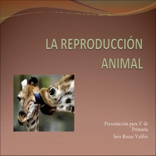 La ReproduccióN Animal