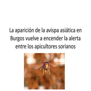 La aparición de la avispa asiática ...