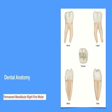 Lab.7. L 6 🦷.pdf