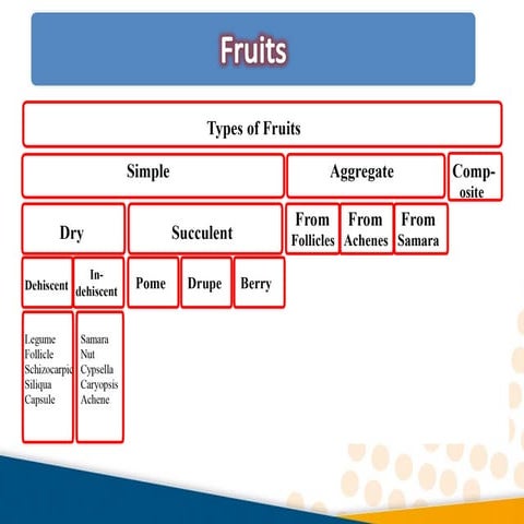 Fruits
