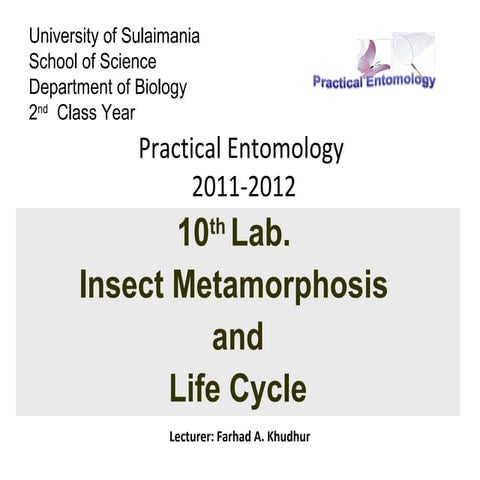 Lab10 entomology