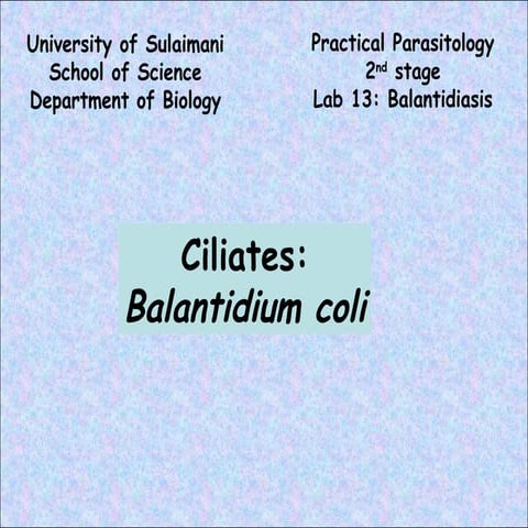 Lab 13  balantidiasis
