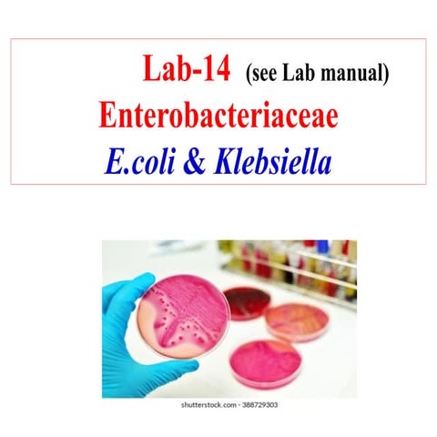 lab 14- Ecoli & Kleb 22. enterobacteriace pptx