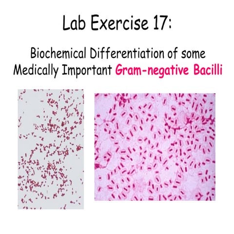 بكتريا عملي 