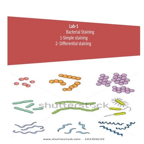 Gram Stain Practical Briefing | PPT