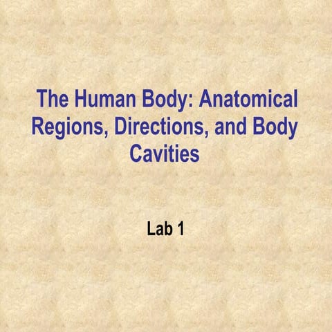 Lab 1  the human body
