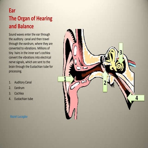 Lucagbo,Lab 2 -1 Ear | PPTX