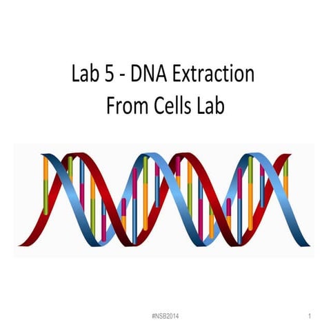 Lab 5   dna extraction from strawberries and liver fall 2014