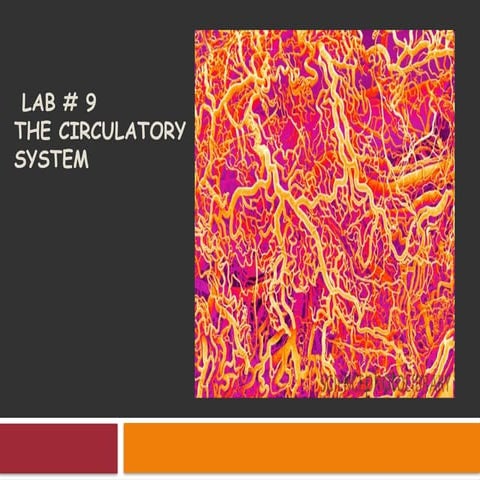 Comprehensive Study of the Circulatory System: Microcirculation and ...