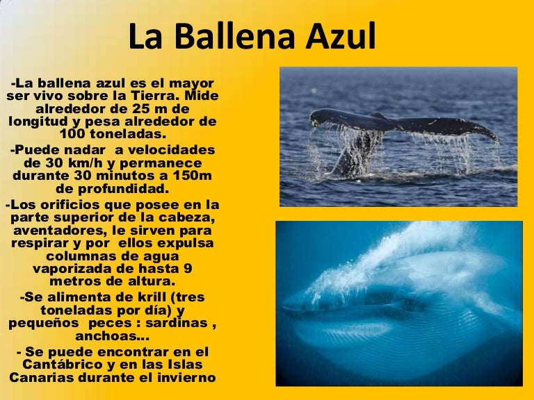 La ballena azul La ballena azul