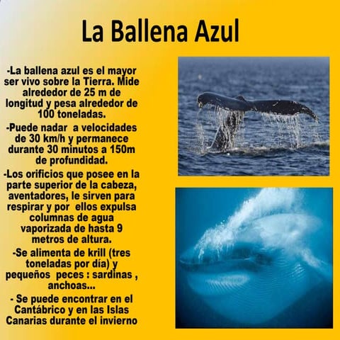 La ballena azul