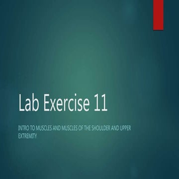 Anatomy Lab exercise 11