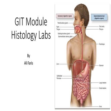 histology slides of GIT system