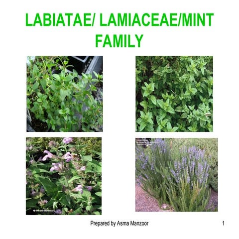 LAMIACEAE THE MINT FAMILY PRESENTATION | PPTX