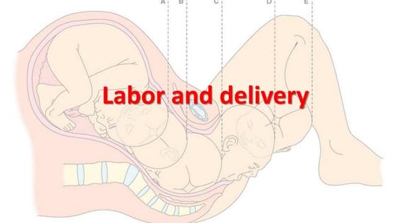 Pregnancy & Different Stages | PPT