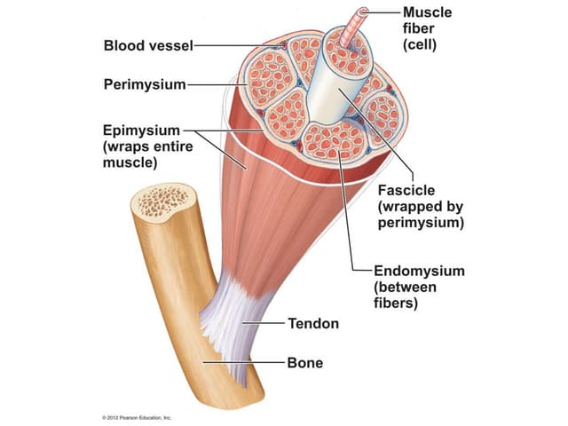 Ch 6 Muscular System Lab quiz study practice connective ...