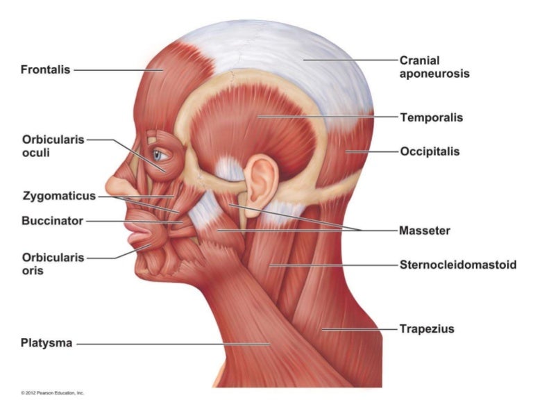 a & p ch 6 muscular system lab quiz study practice facial muscles a & p ch 6 muscular system lab quiz study practice facial muscles, Muscles