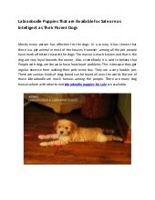 labradoodles for sale in my area