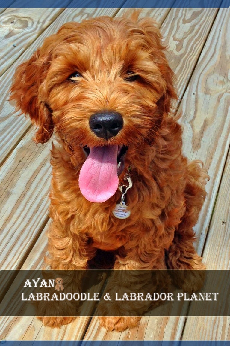 labradoodle puppies available