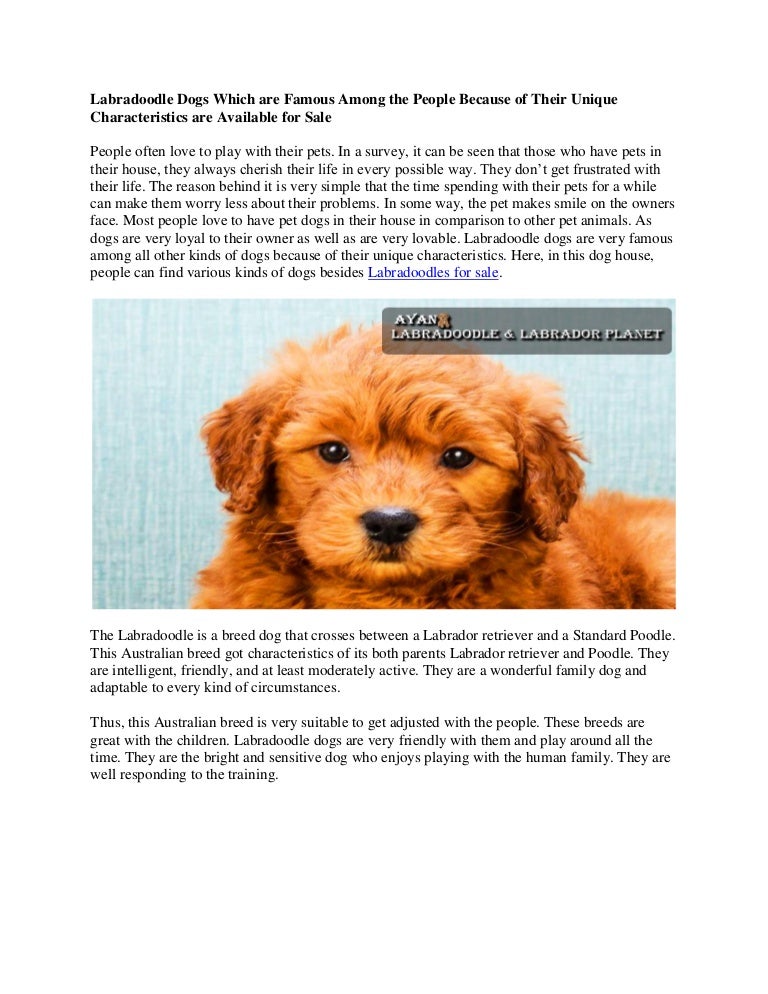 labradoodles for sale in my area
