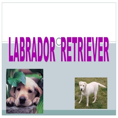 Labrador Retriever | PPT