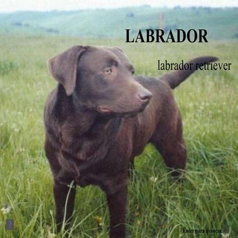 Labrador retriever | PDF