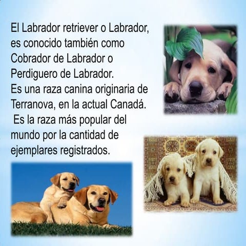 Labrador | PPTX