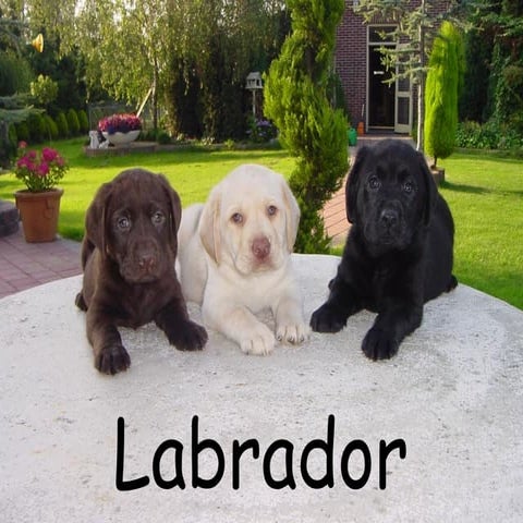 My presentation on Golden Retrievers!!! | PPTX