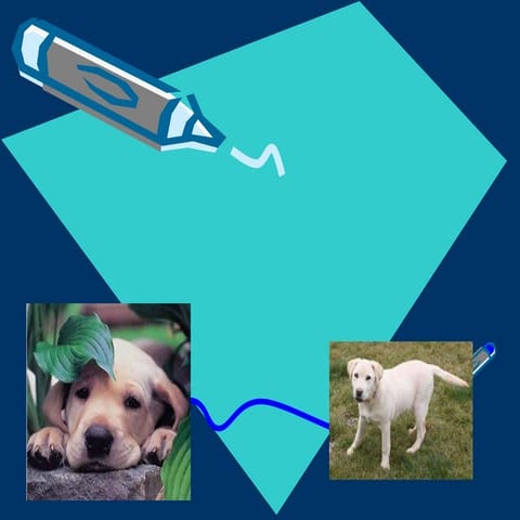 Labrador Retriever | PPT