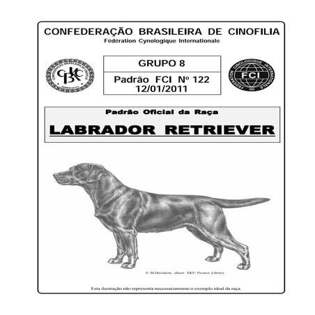 Labrador retriever | PDF