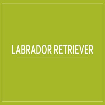 Labrador | PPTX