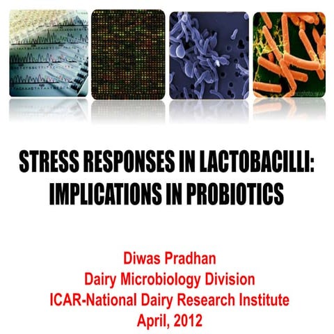 Stress response in lactic acid bacteria and its implications in probiotic