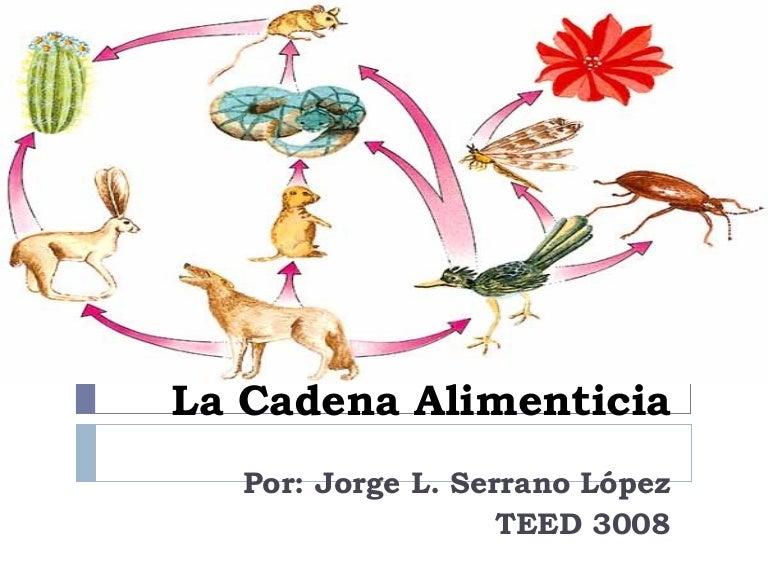 cadenas alimenticias y niveles tróficos la cadena alimenticia cadenas alimenticias y niveles tróficos la cadena alimenticia