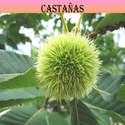 La Castaña | PPTX