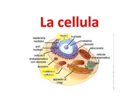 CELLULA I A | PDF