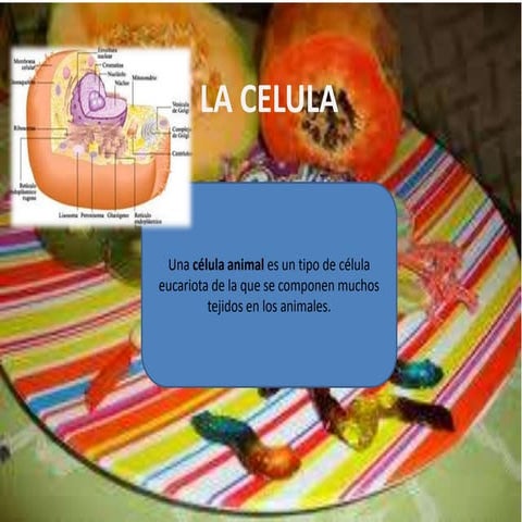 La celula