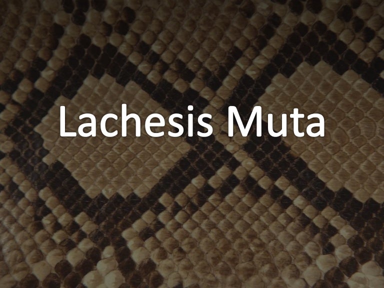Homeopathy Lachesis muta