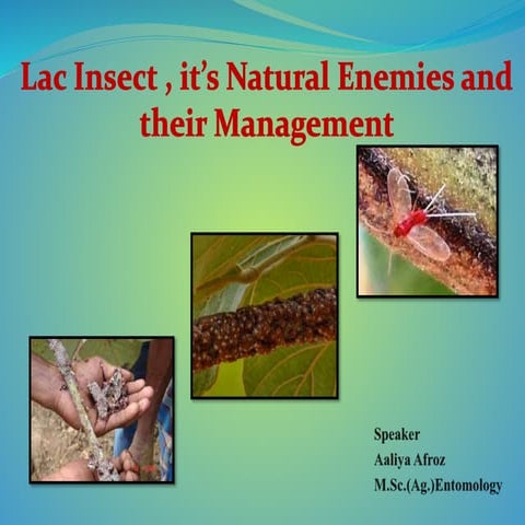 Lac insect, it's natural enemies and their management