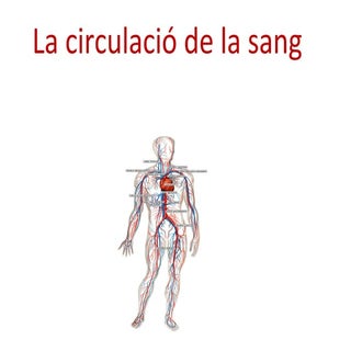 La circulació de la sang 