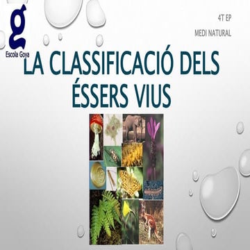 La classificació dels éssers vius 4t