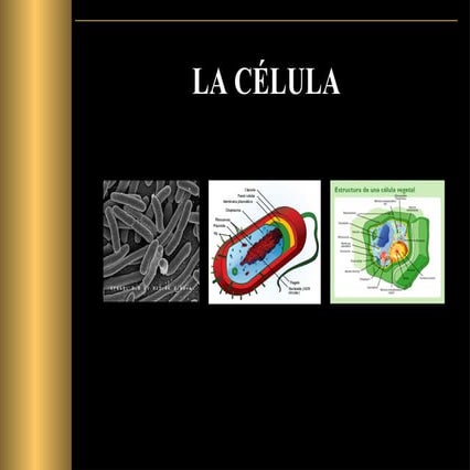 La célula