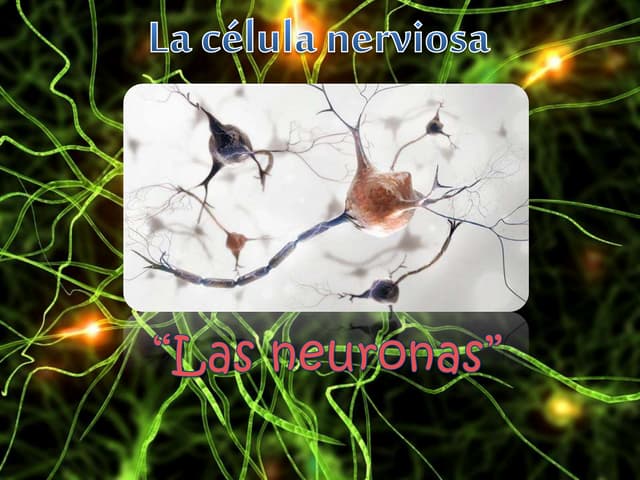 La célula nerviosa las neuronas