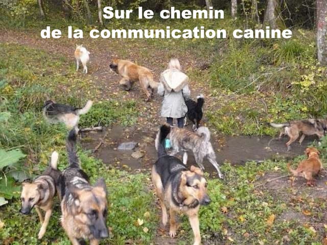 La communication canine 